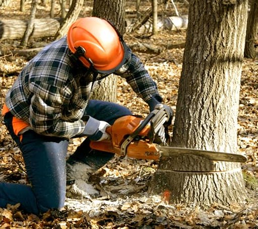 Tree Removal in New Underwood, SD
